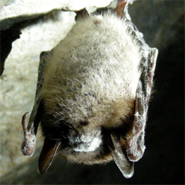 Wisconsin Bat Monitoring Program