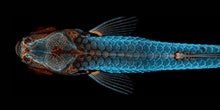Luminous Zebra Fish Wins Contest for Microscopic Photography