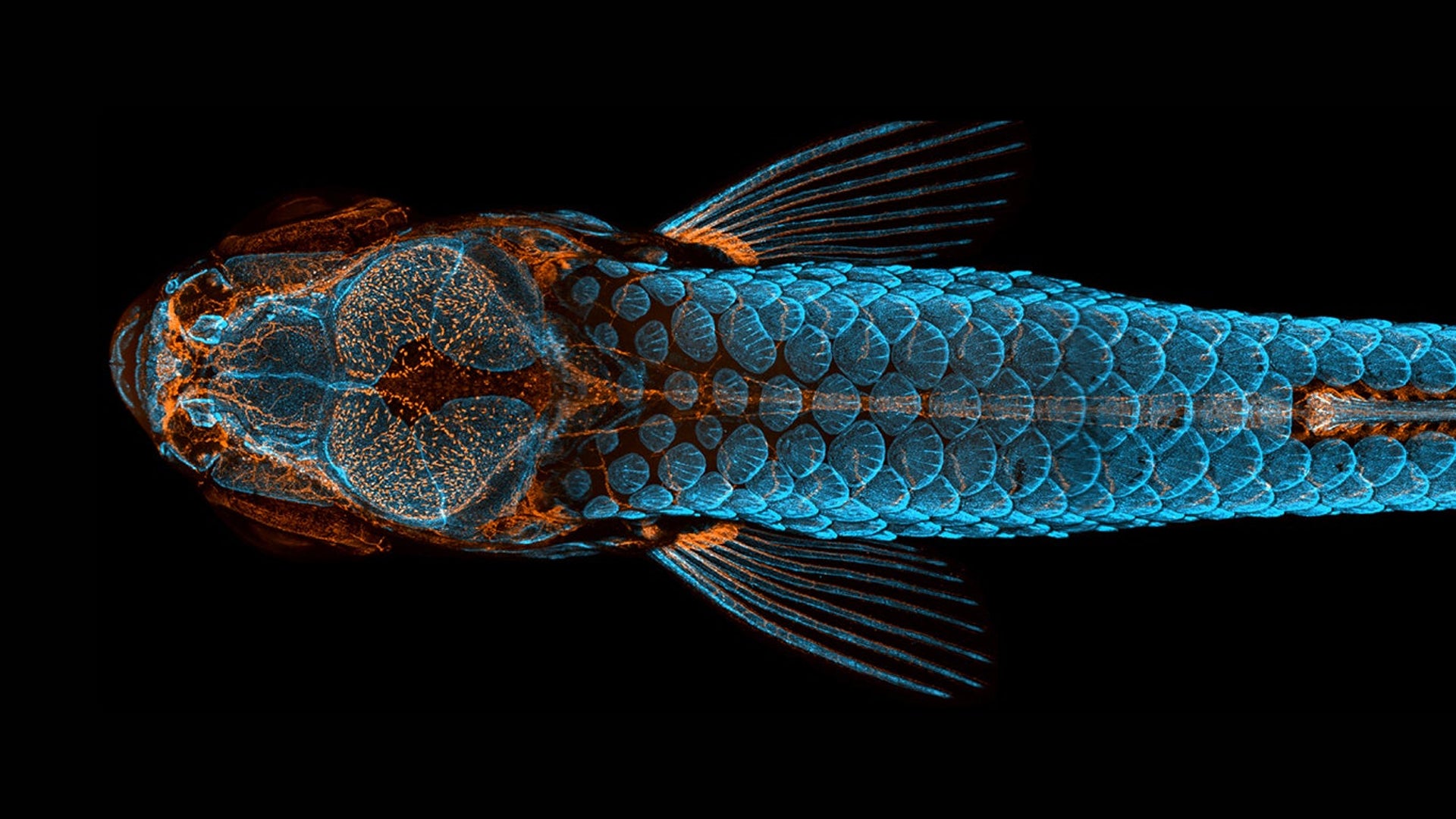 Luminous Zebra Fish Wins Contest for Microscopic Photography | Scientific  American, image size:1920x1080