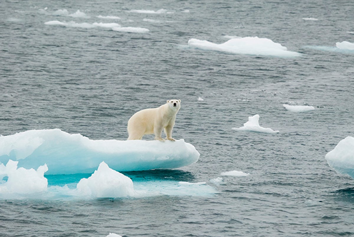 Polar Bear Metabolism Cannot Cope with Ice Loss | Scientific American