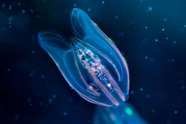Bioluminescent comb jelly swimming underwater