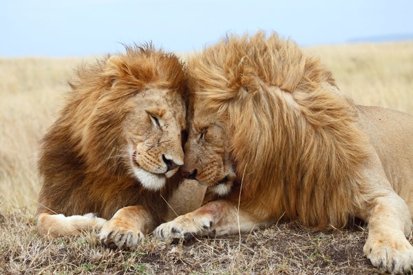Two large male lions nuzzle each other.