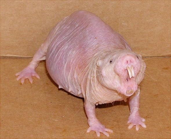 Mole Rat Pain Resistance Could Point the Way to New Analgesics