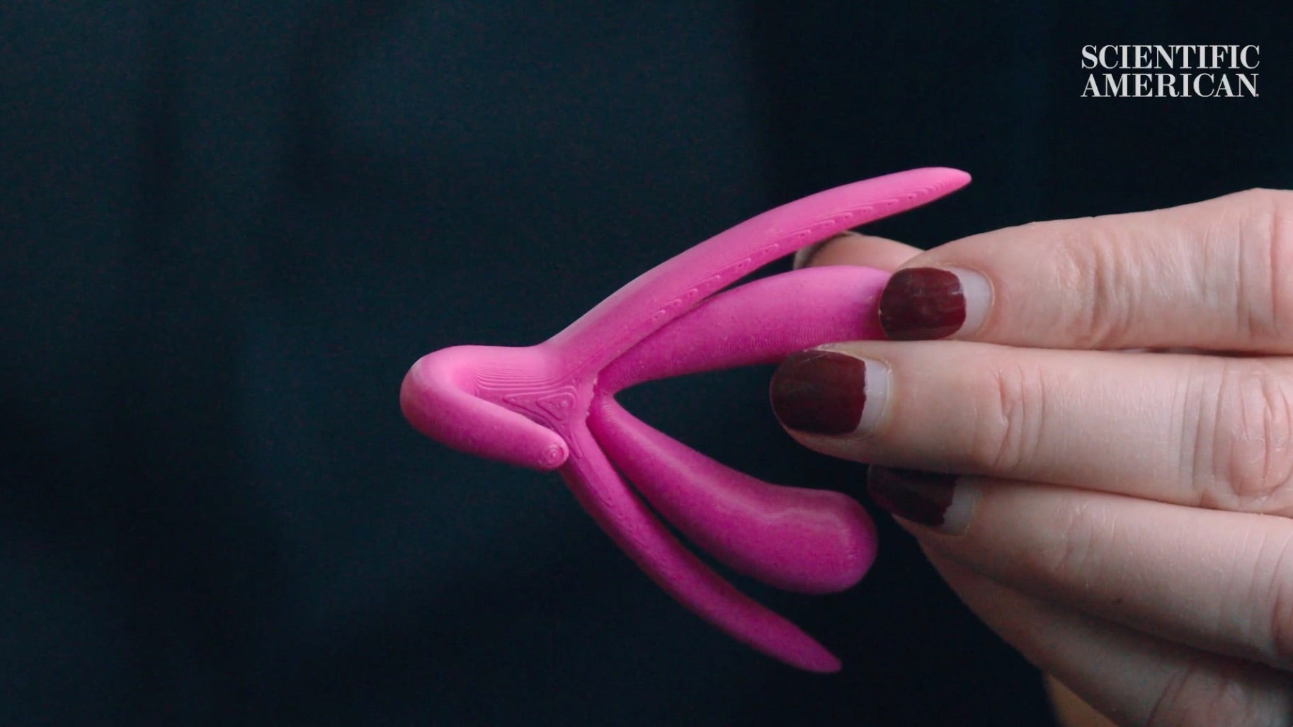 Klitoris Yüzyıllardır Bilime Kayboldu, Ama Geri Dönüş Yapıyor