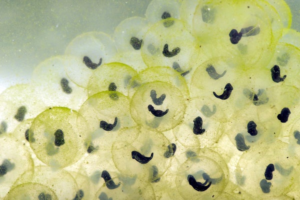 A cluster of small translucent eggs each carry a dark, comma-shaped developing tadpole.