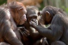 Chimpanzees Show Altruism while Gathering around the Juice Fountain