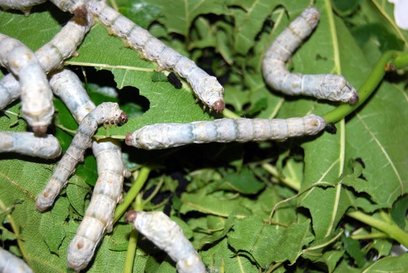 Silkworms Spin Super-Silk after Eating Carbon Nanotubes and Graphene -  Scientific American