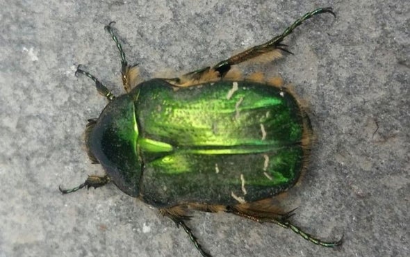 Iridescence Could Help Critters Hide in Plain Sight