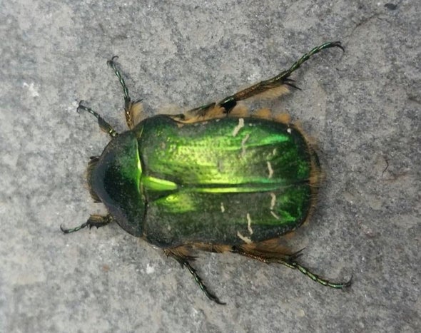 Iridescence Could Help Critters Hide in Plain Sight