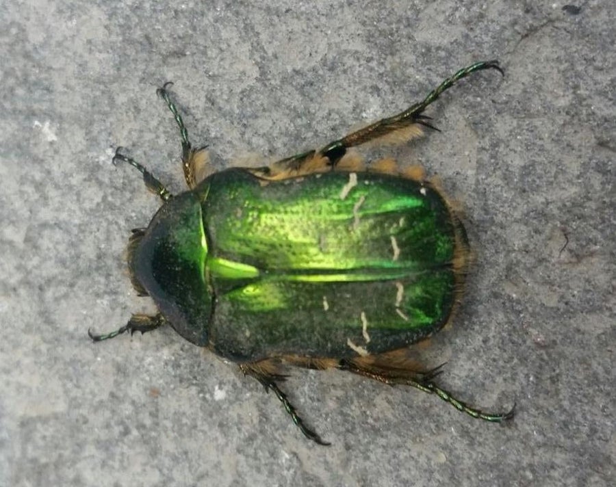 Iridescence Could Help Critters Hide in Plain Sight | Scientific American