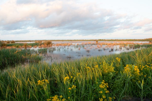 A marsh can be seen in the early light of sunrise as scattered clouds pass overhead.