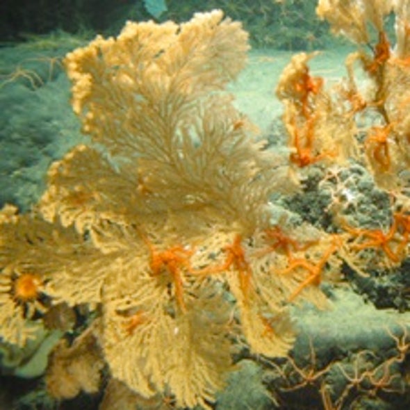 How Acidification Threatens Oceans from the Inside Out