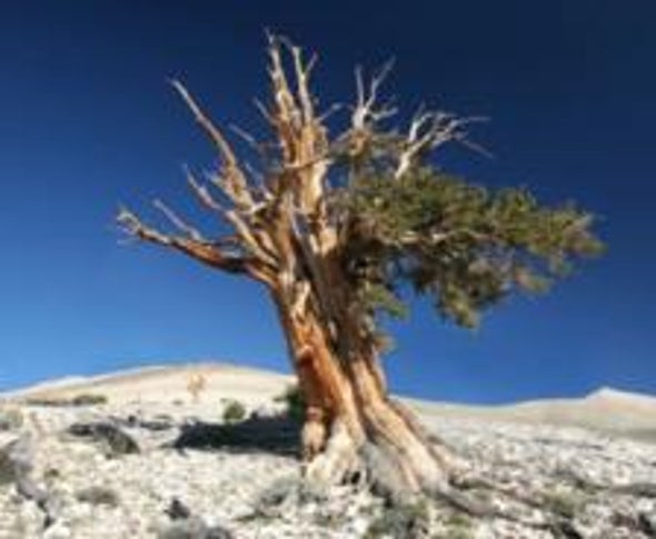 One for the Ages: Bristlecone Pines Break 4,650-Year Growth Record