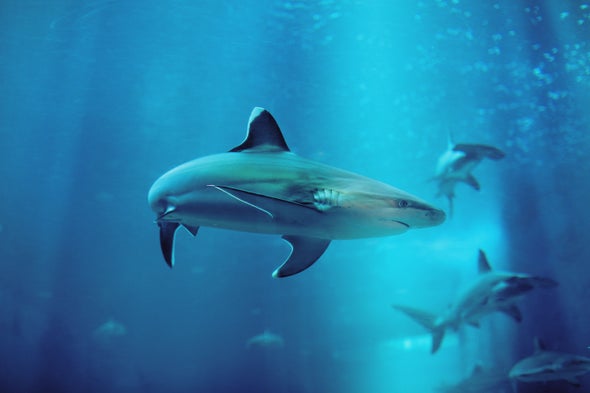 Sharks Make a Splash in Brooklyn