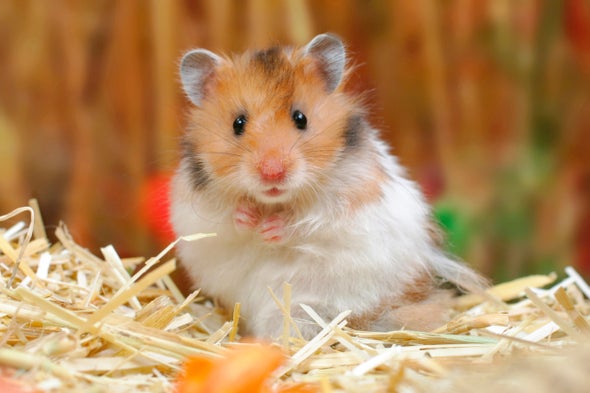 How Sneezing Hamsters Sparked a COVID Outbreak in Hong Kong