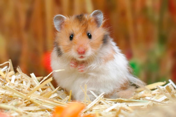 Adult Syrian hamster on straw