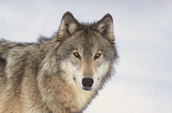 Wolves Need More Room to Roam - Scientific American