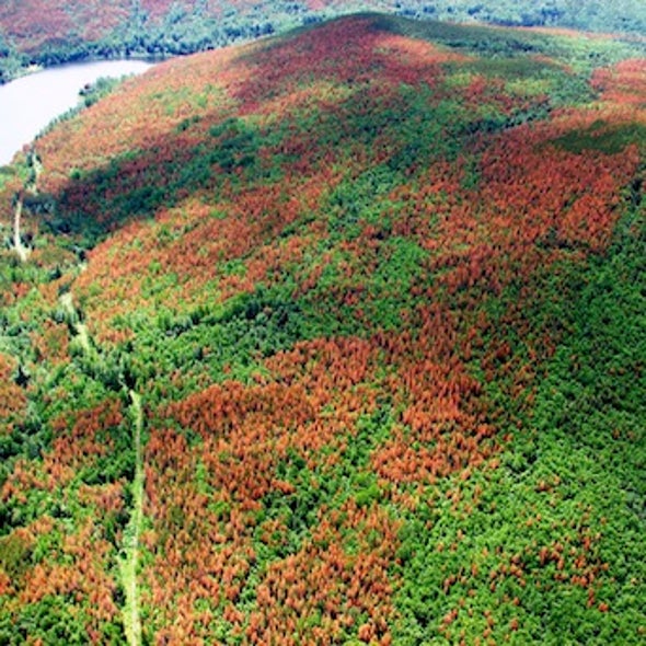 Spruce Up: Researchers Pinpoint Genes That Give Pine-Killing Fungus Immunity to Host Tree Defenses
