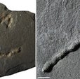 Did Crawling Critters Leave These Cracks? The Answer Could Rewrite Evolutionary History