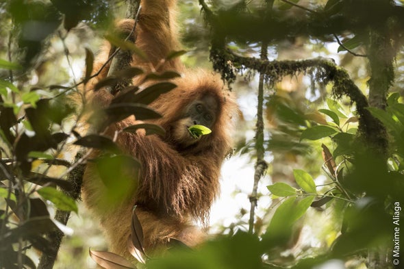 Newly Discovered Orangutan Species Is Also the Most Endangered