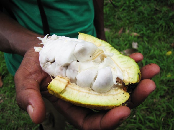 Hit by Climate Change, Central American Coffee Growers Get a Taste for Cocoa