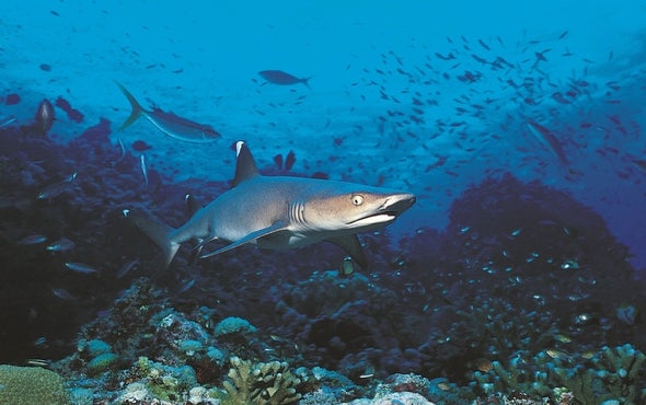 DNA Samples Find a Lot of Fish in the Sea