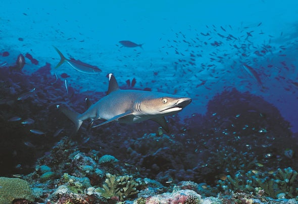 DNA Samples Find a Lot of Fish in the Sea