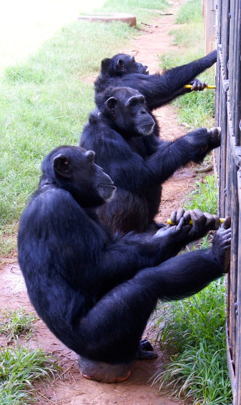 Collaborating Chimps Make for a Sweet Deal