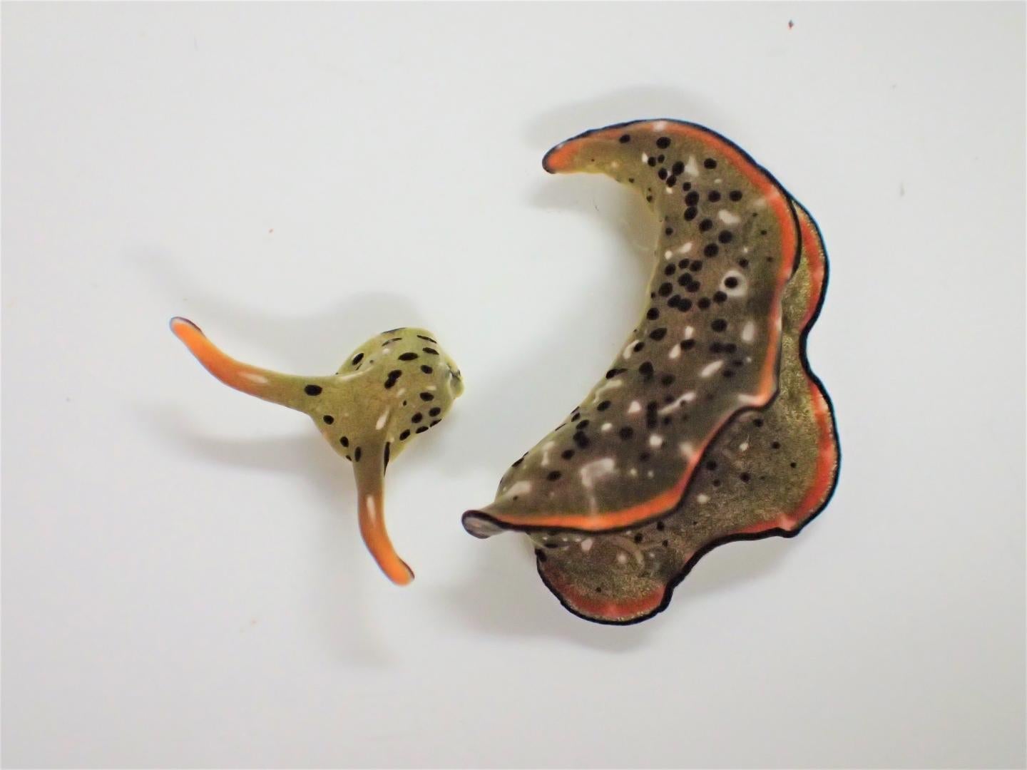 This Sea Slug Can Chop Off Its Head and Grow an Entire New Body--Twice - Scientific American
