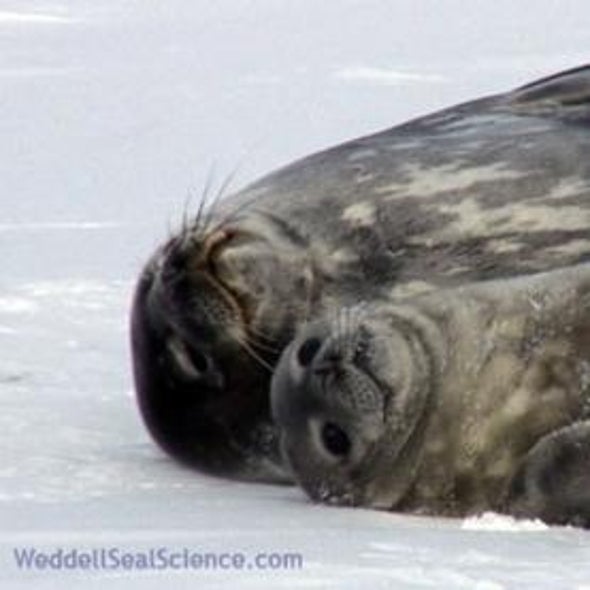 Weddell Seal Population Count