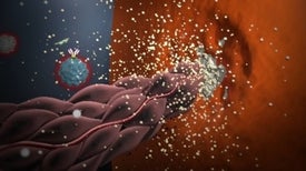 Immunology of the Rheumatoid Joint