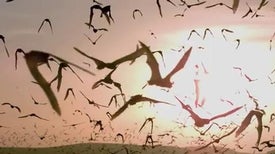 Watch a Sunset Bat Ballet