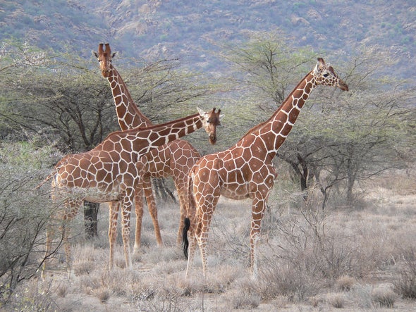 Zooniverse: Wildwatch Kenya