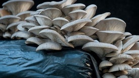 How a Carnivorous Mushroom Poisons Its Prey