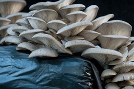 How a Carnivorous Mushroom Poisons Its Prey