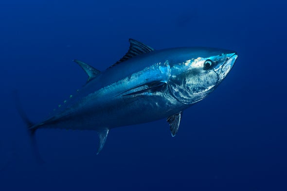 Tuna's Declining Mercury Contamination Linked to U.S. Shift Away from Coal