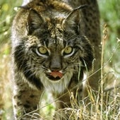 10 Animals That May Go Extinct in the Next 10 Years - Scientific American 10 Animals That May Go Extinct in the Next 10 Years - Scientific American