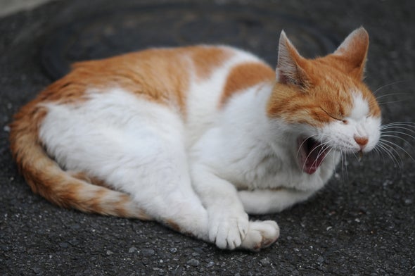 The Bigger Your Brain, the Longer Your Yawn