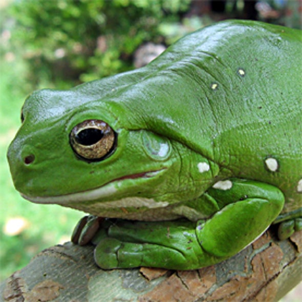 <i>iNaturalist.org</i> Global Amphibian Blitz