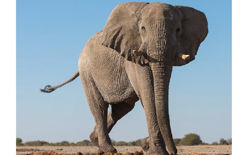 Elephant Footprints Teem with Life - Scientific American