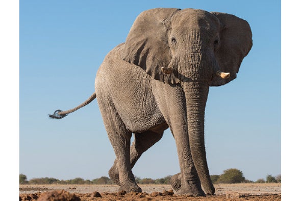 Elephant Footprints Teem with Life
