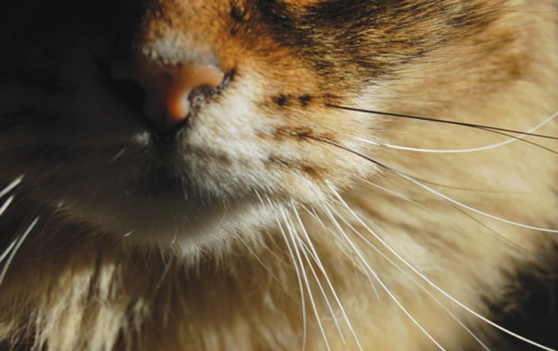 Common Cat Parasite Affects Many Other Hosts - Scientific American