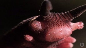 Watch Velvet Worms Fire Their Slime Cannons