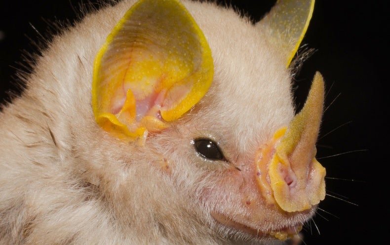 To Save Bats and Their Habitats, We Protect the Land Rights of People - Scientific American