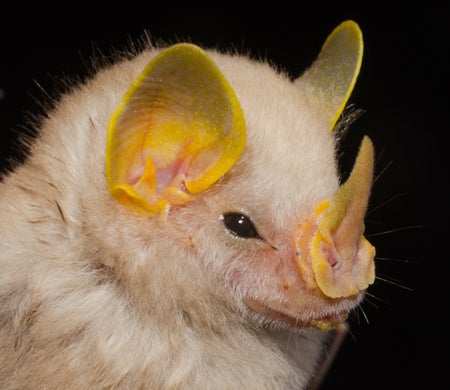 Closeup of the face of a bat with big ears and a nose that resembles a rhino's horn.