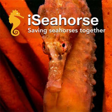 iSeahorse