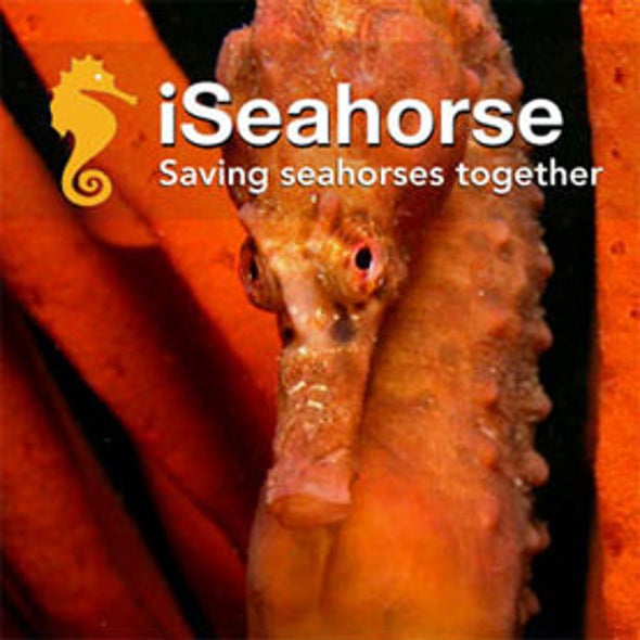 iSeahorse