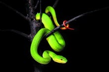 Snakes' Flexible, Heat-Sensing Organs Explained