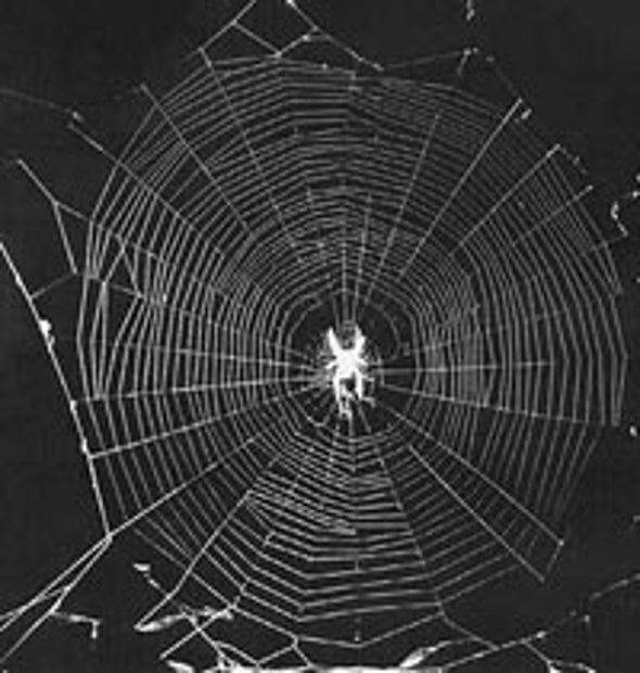 Why is spider silk so strong? Scientific American