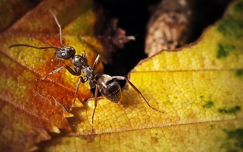 Les fourmis peuvent flairer le cancer